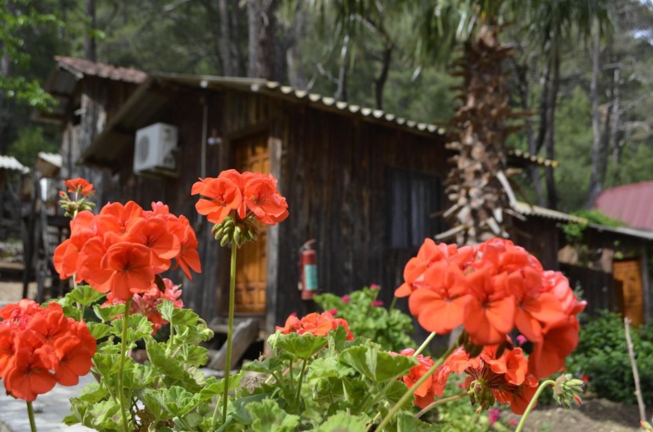 Mercan Pension Olympos Extérieur photo